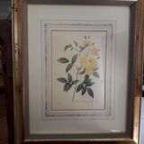 Yellow roses frame pierre jose redoute