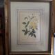 Yellow roses frame pierre jose redoute