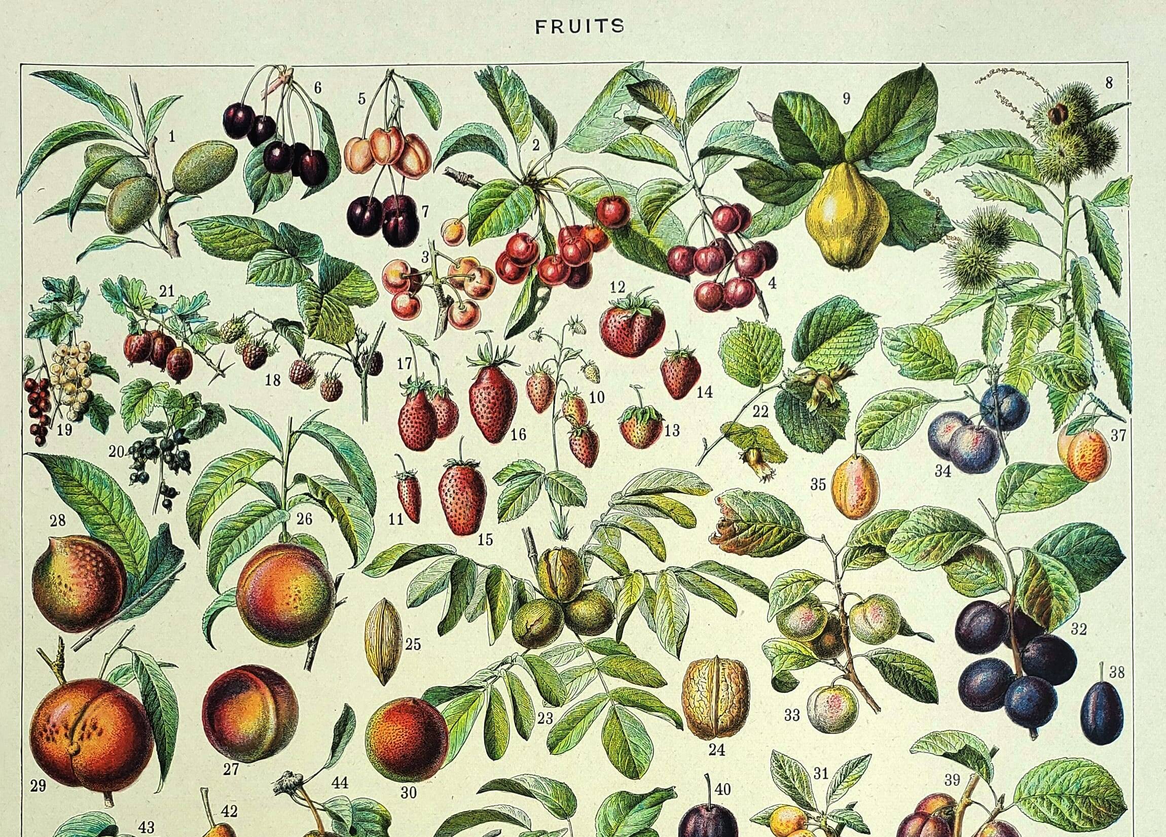 Gravure ancienne - 1928 - Fruit de nos régions par A. Millot