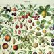 Gravure ancienne - 1928 - Fruit de nos régions par A. Millot