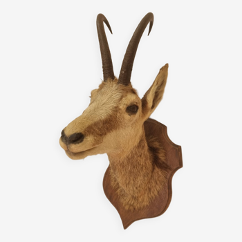 Naturalized chamois head from 1970