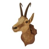 Naturalized chamois head from 1970