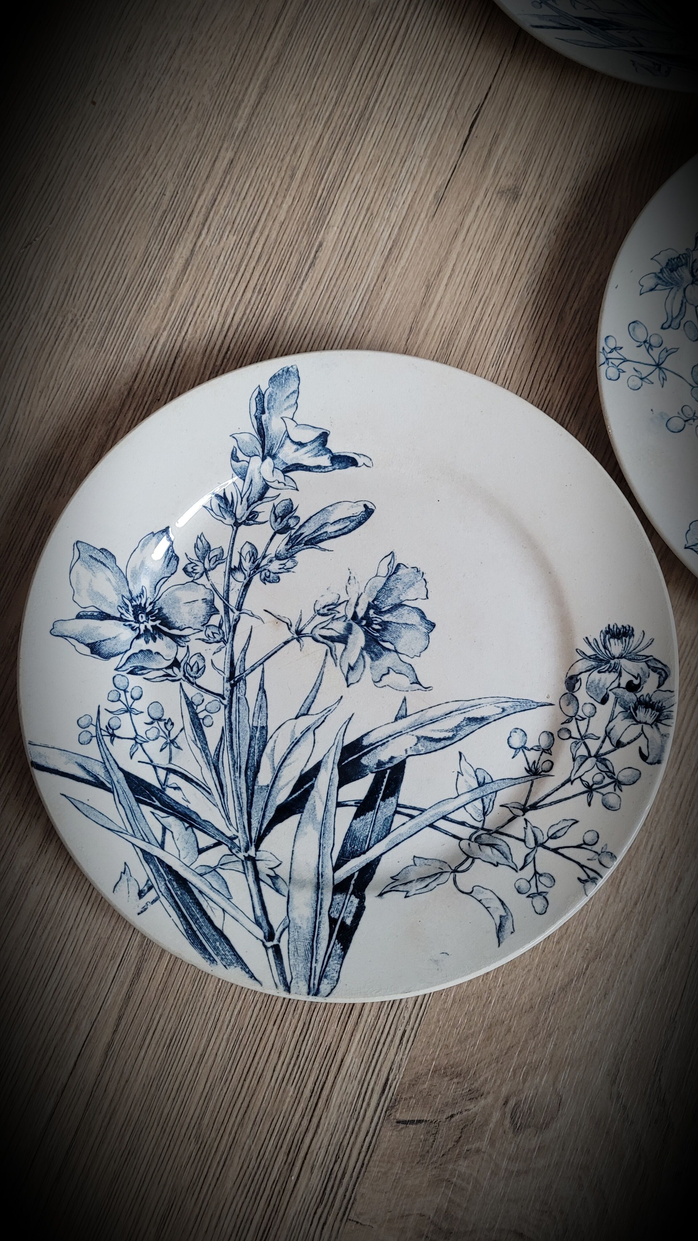 6 plates petunia bfk