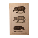 Lithograph late 19th watercolor mammals.