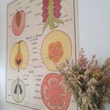 Rossignol school poster