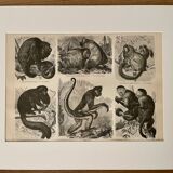Lithograph engraving on the monkeys of the old world I – 1890