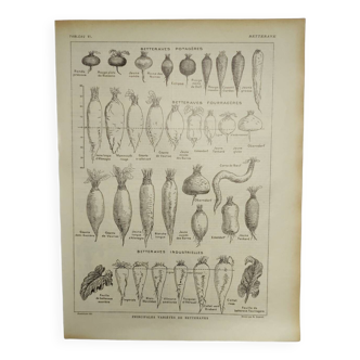 Original engraving from 1922 - Beetroot (1) - Old botanical farm board