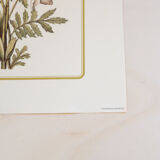2 botanical engravings from Art and decor 104