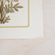 2 botanical engravings from Art and decor 104