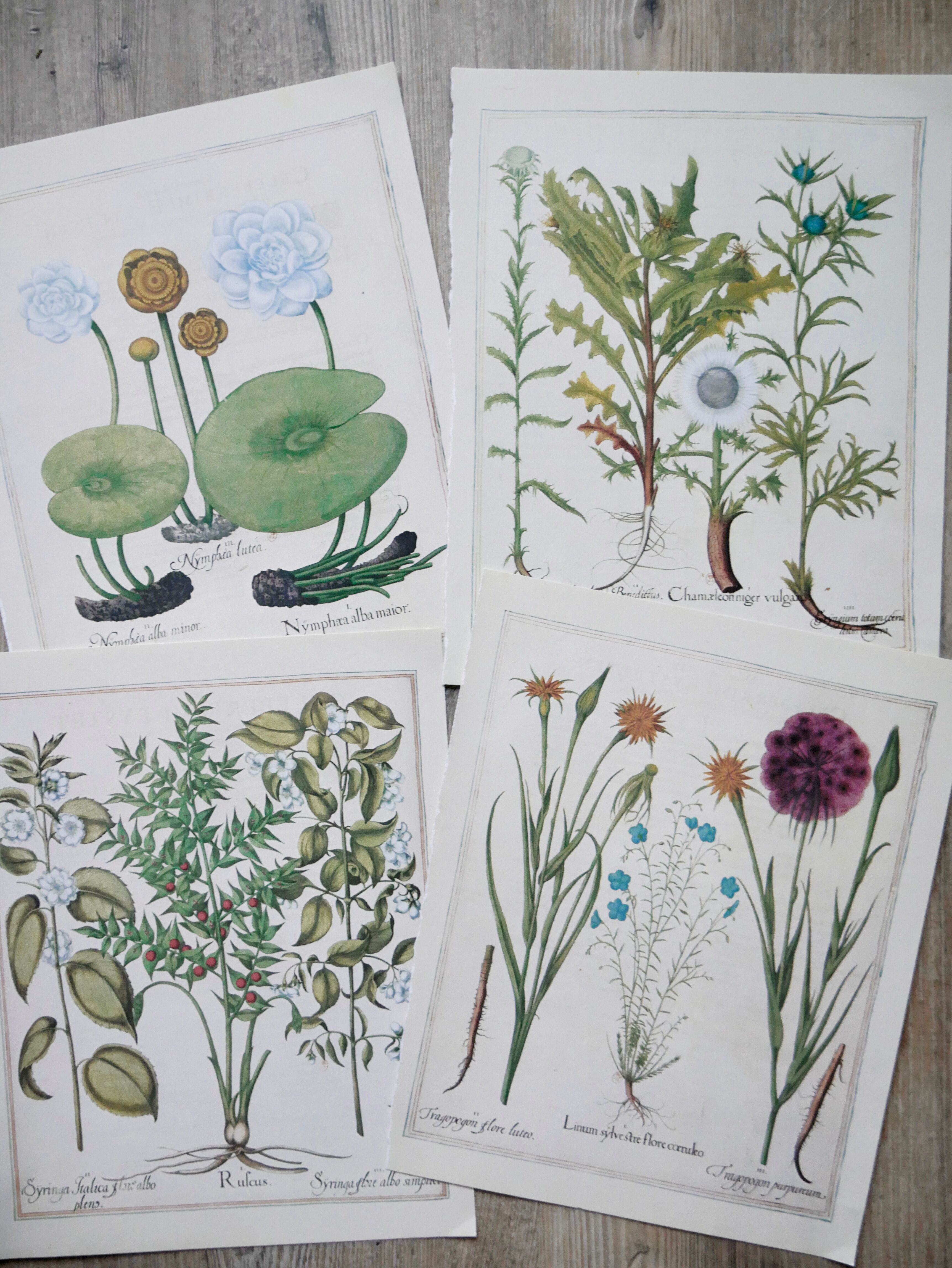 Lot 4 old herbarium boards