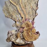 Large natural fan coral on wooden base, Height 47 cm