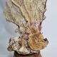 Large natural fan coral on wooden base, Height 47 cm
