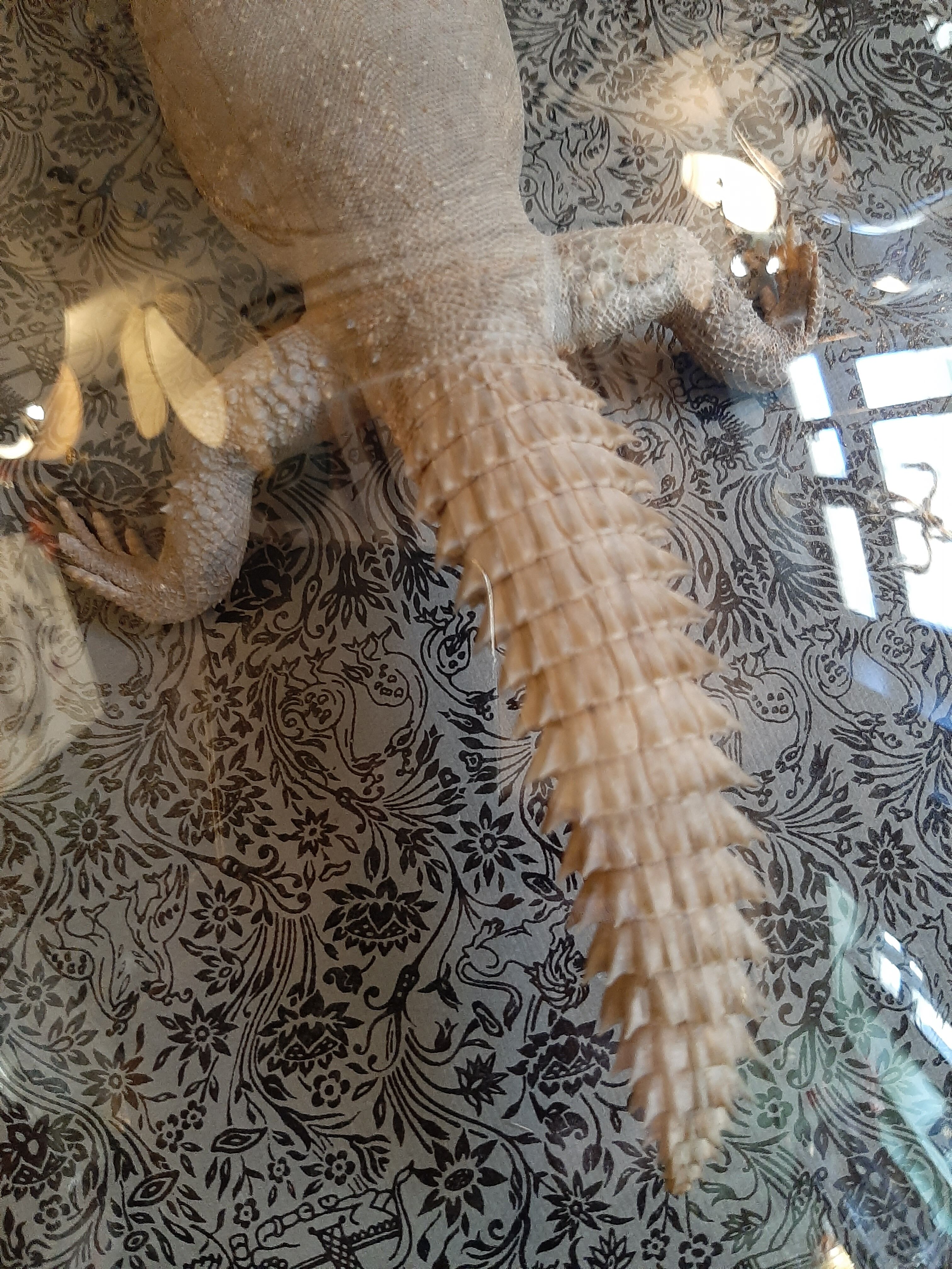 Taxidermy lizard whip-tail