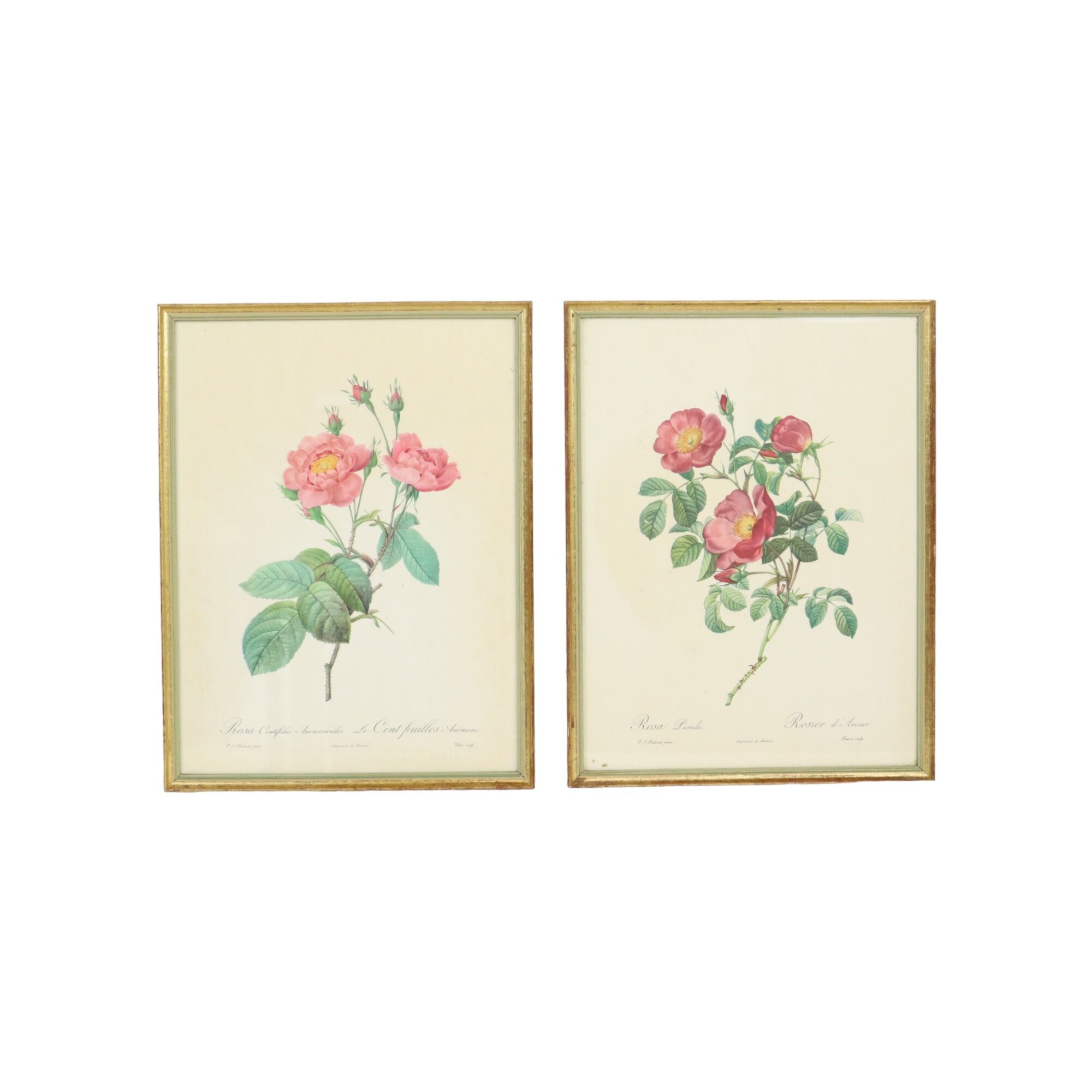 Vintage sixties roses framed botanical print cards p.j. redoute 42x32cm