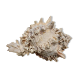 Murex shell