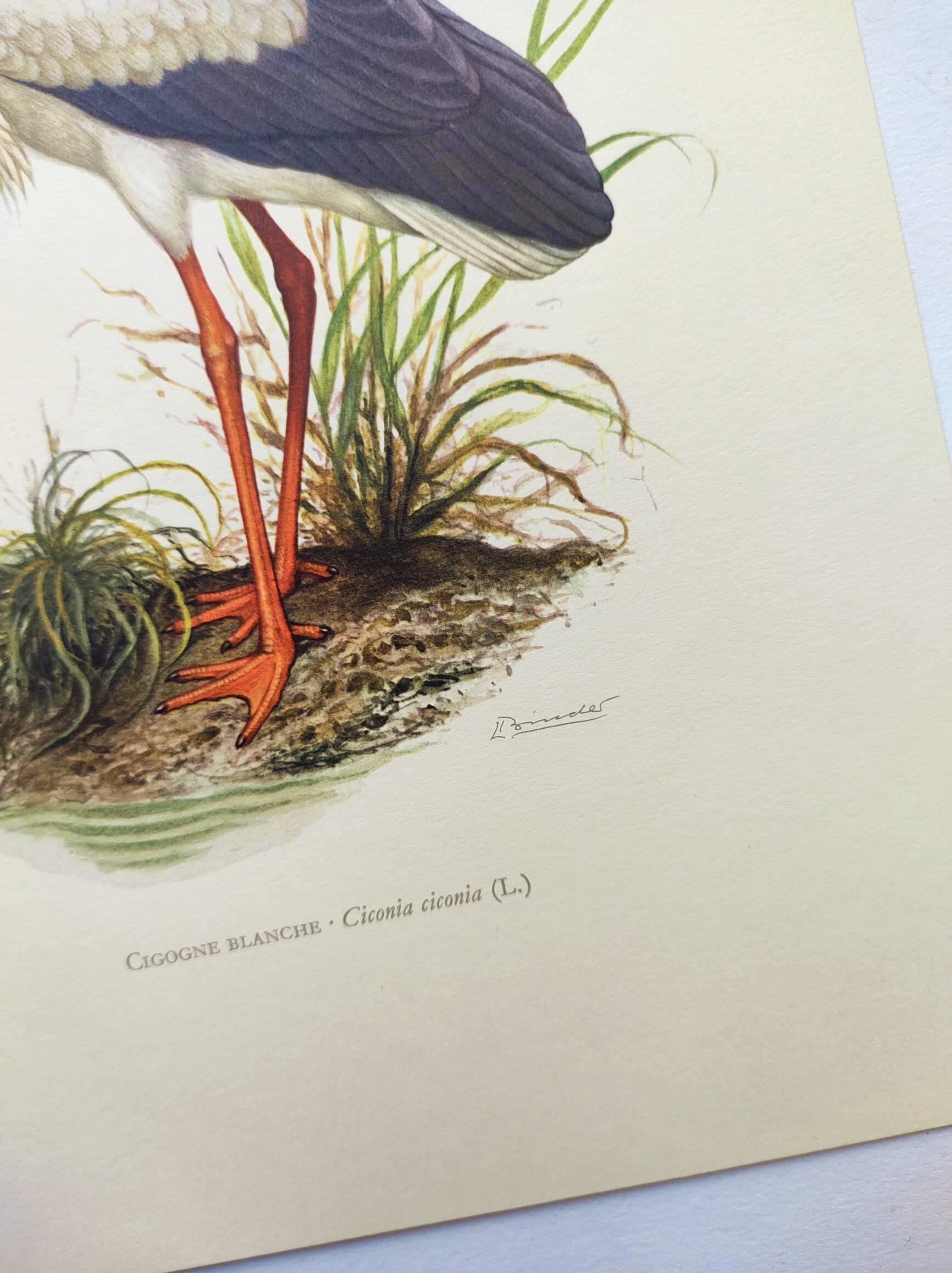 Planche ancienne oiseaux Années 1960 - Cigogne Blanche - image vintage ornithologique