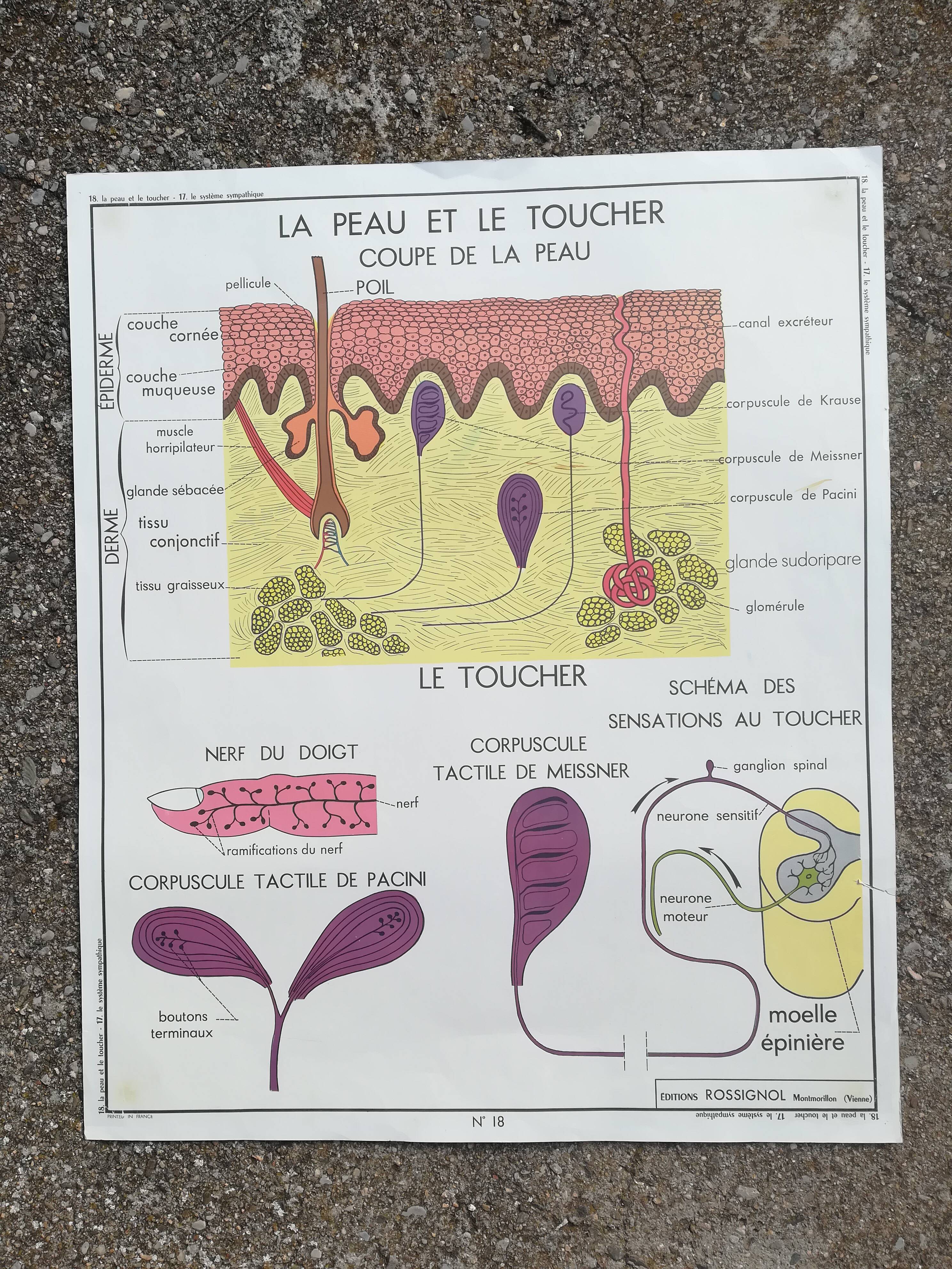 Rossignol school poster N18 the skin and touch / N17 the sympathetic system