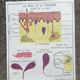 Rossignol school poster N18 the skin and touch / N17 the sympathetic system