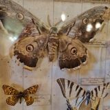 Entomology box butterflies