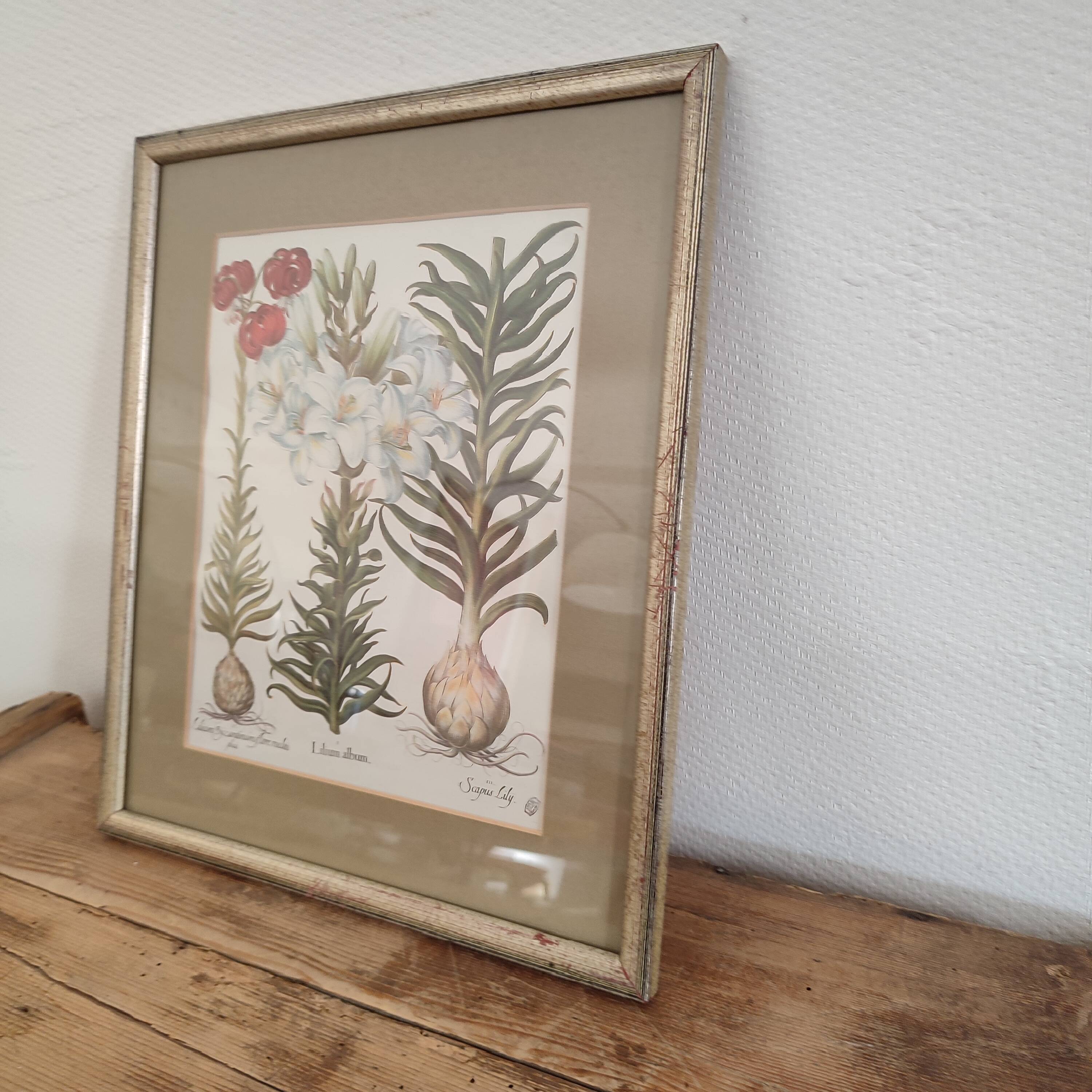 Botanical illustration