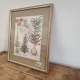 Botanical illustration