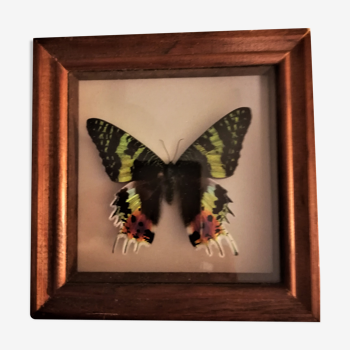 Papillon naturalisé, Urania Ripheus