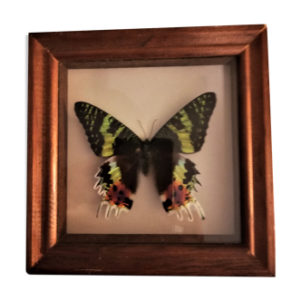 Naturalized butterfly, Urania Ripheus