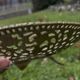 Vintage tamar coupe made in israel – openwork brass and enamel – decorative piece.