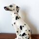 Vintage ceramic Dalmatian dog, Italy 1970.