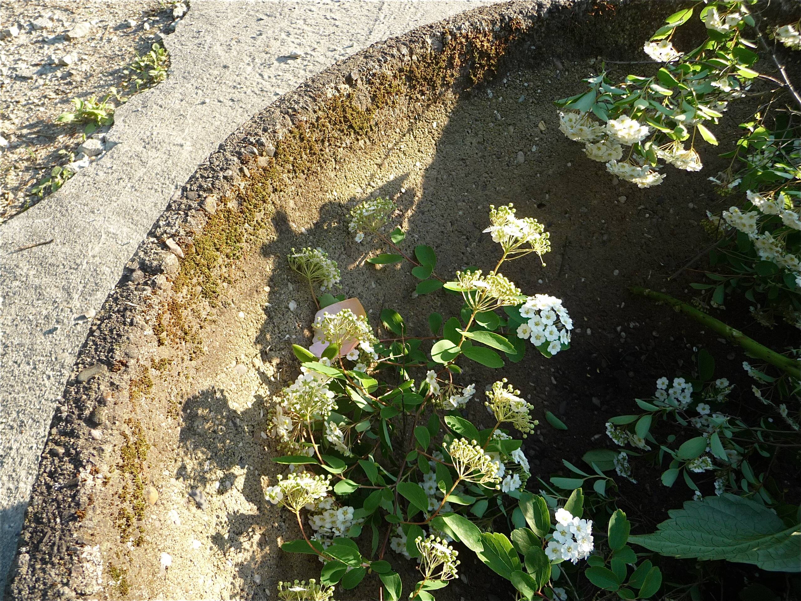 Large brutalist design garden planter bowl, germany 1960s
