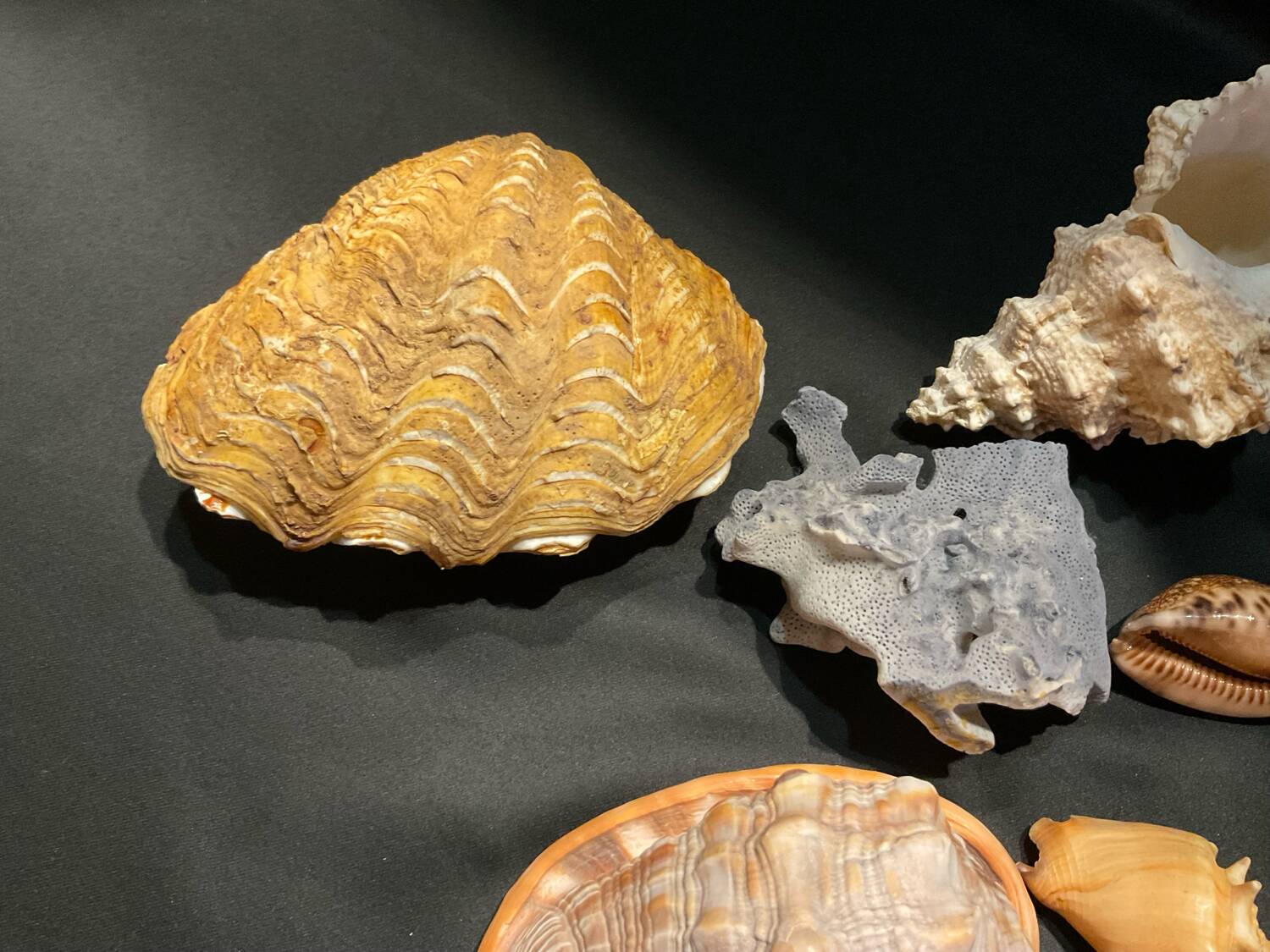 Shell collection