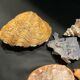 Shell collection