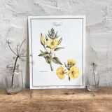Botanical plate the evening primrose