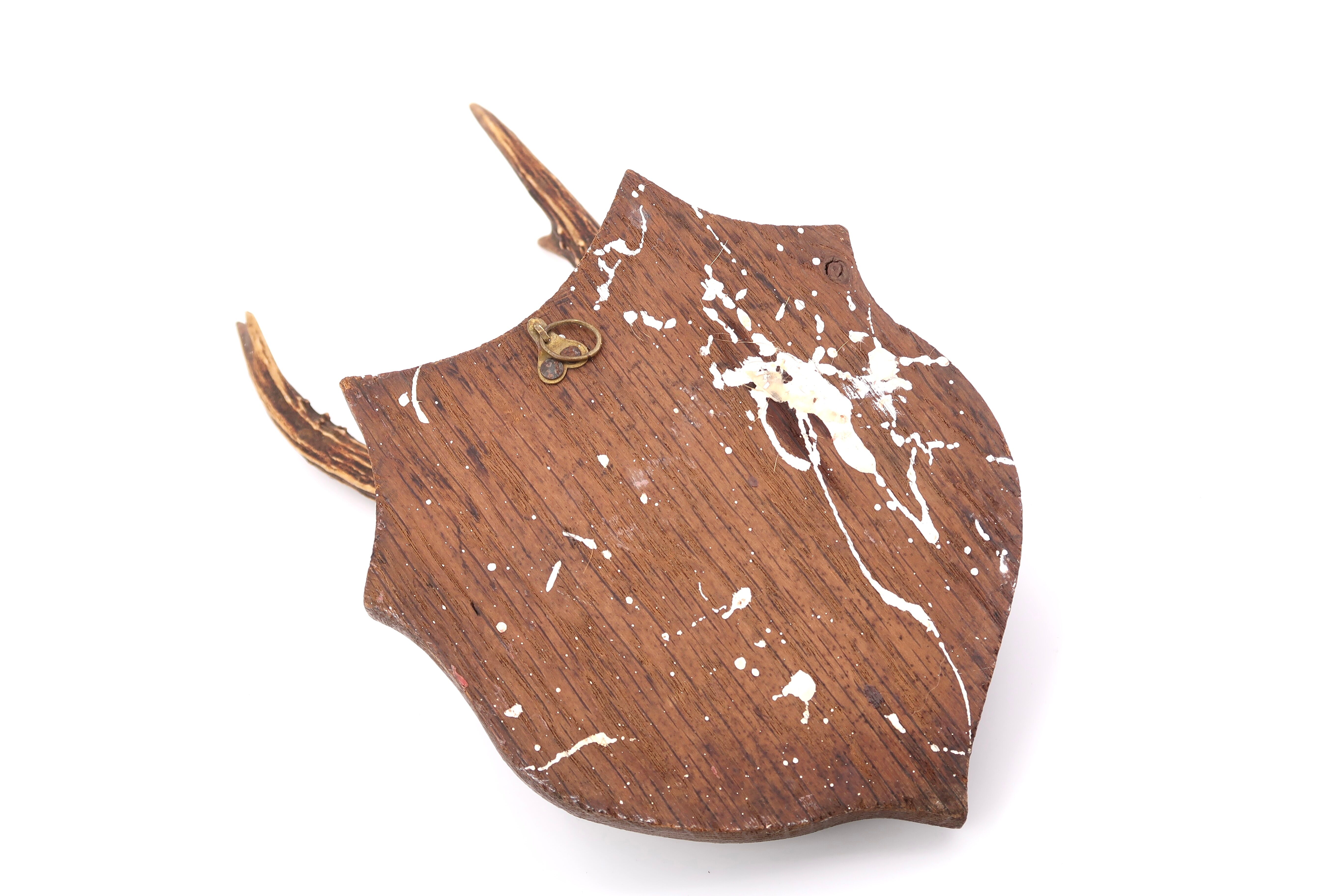 Deer antlers, wall trophy