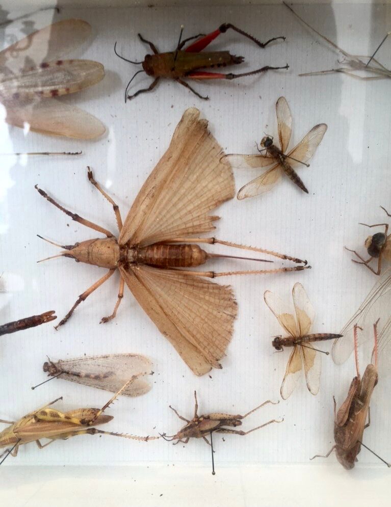 Entomologist's showcase, insect collection, 20th century