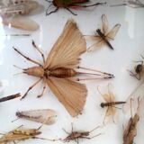 Entomologist's showcase, insect collection, 20th century