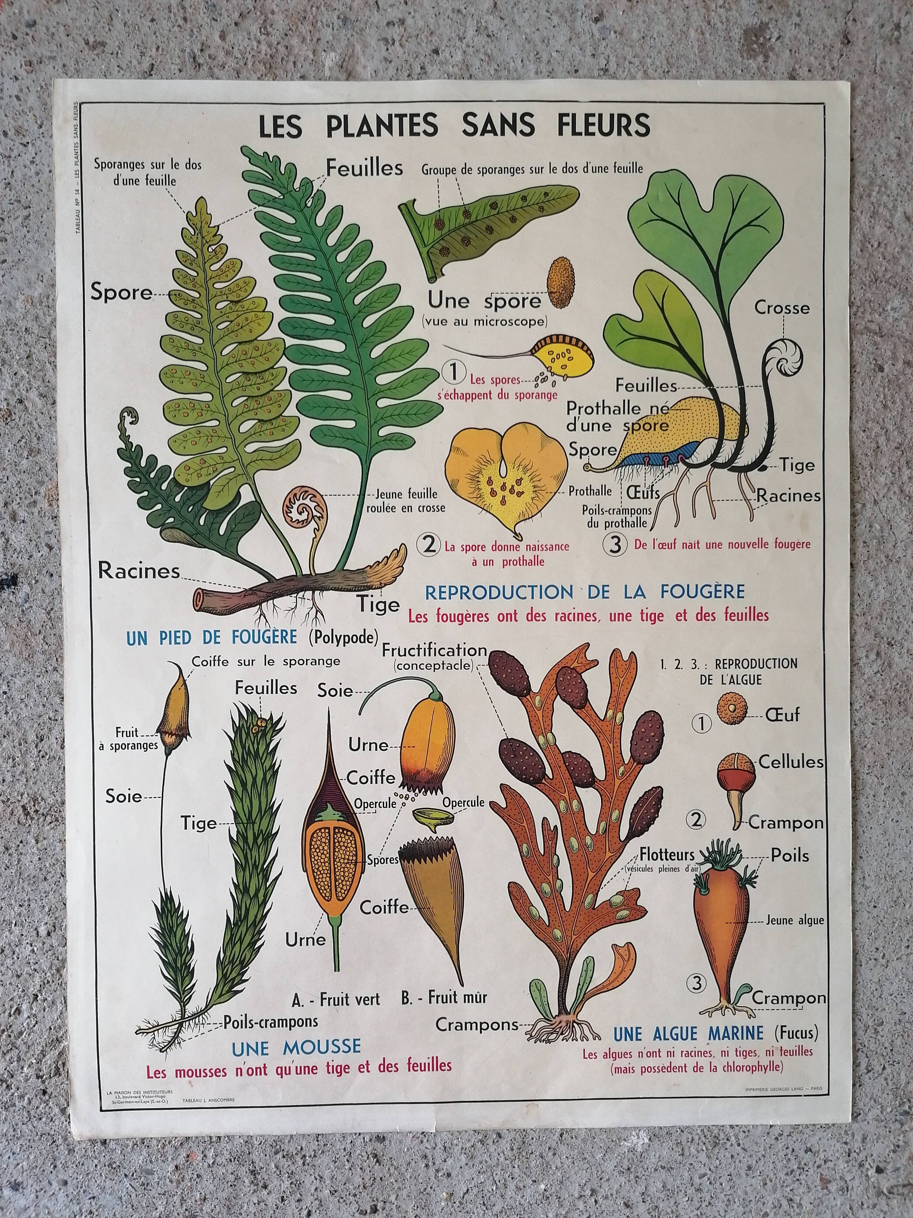 Old MDI school poster: Plants without flowers & Wheat, grasses.