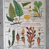 Old MDI school poster: Plants without flowers & Wheat, grasses.