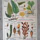 Old MDI school poster: Plants without flowers & Wheat, grasses.