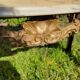 Louis XV coffee table in white Carrara marble with a gilded bronze base.