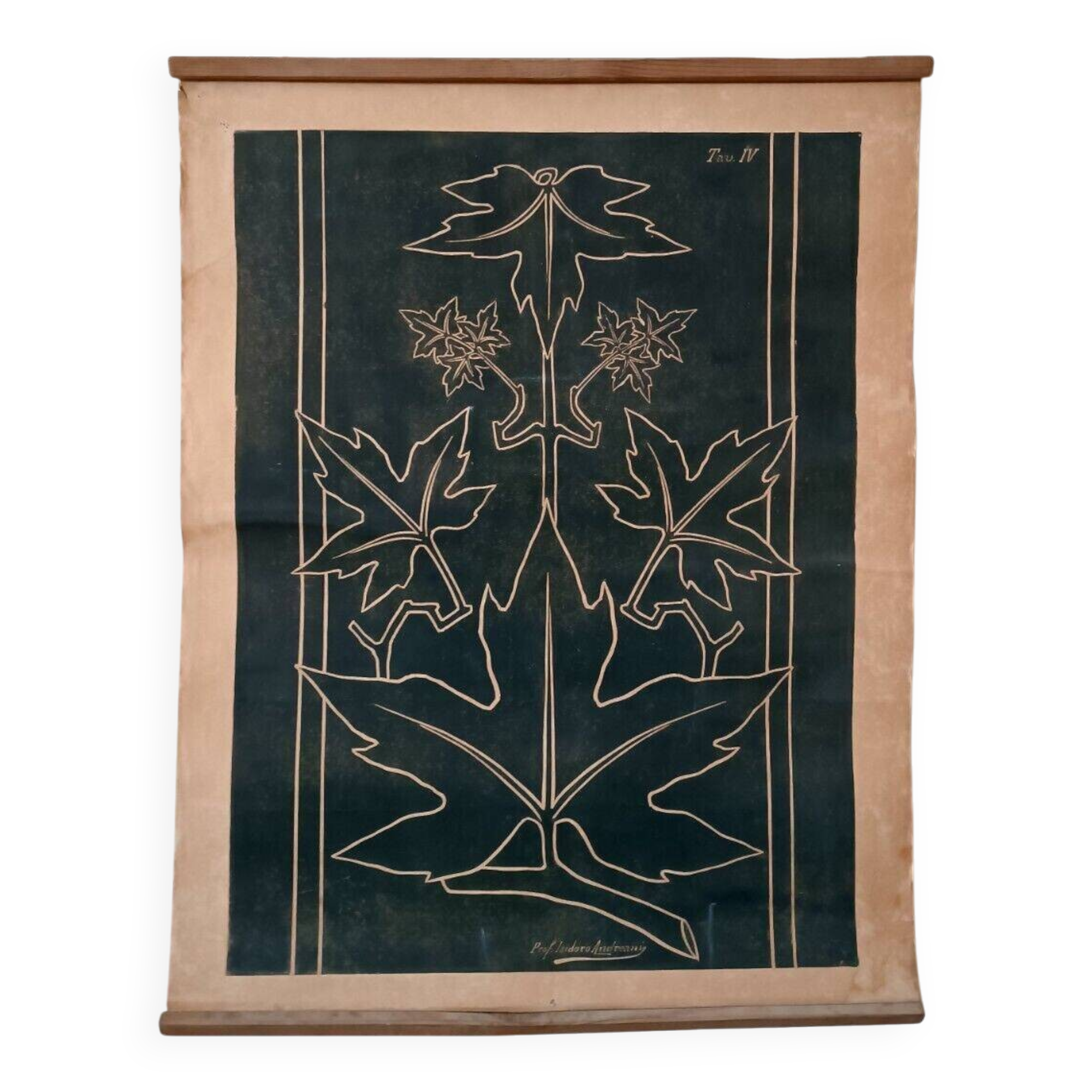 Antique print of a liberty plate by Prof. Andreani Isidoro - botanical plants, early 1900s