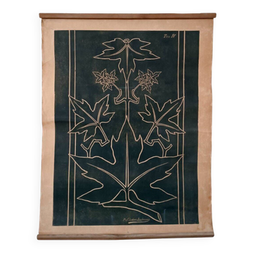 Old impression of a Liberty plate by Professor Andreani Isidoro - botanical plants from the early 1900s.