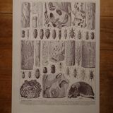Original lithographs on trees