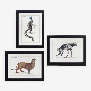 Lot de 3 chimères lithographie gravure animal