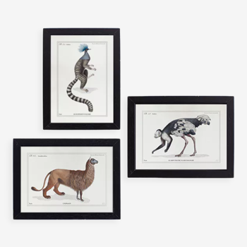Set of 3 chimeras lithography animal engraving