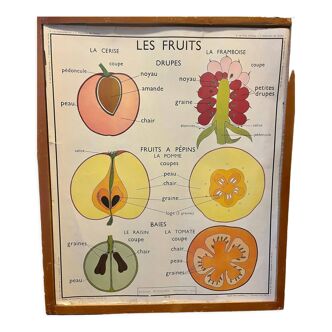 Food and/or vegetable poster - Fruits and leaf arrangement - Rossignol