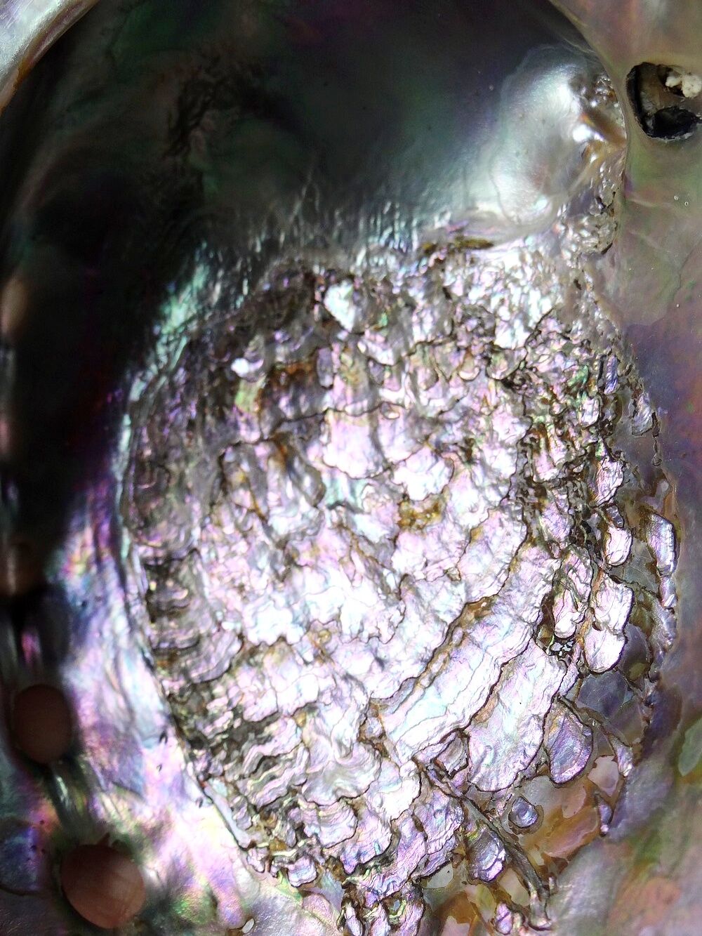 Large polished abalone shell, curiosity item, vintage 20th century.