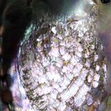 Large polished abalone shell, curiosity item, vintage 20th century.