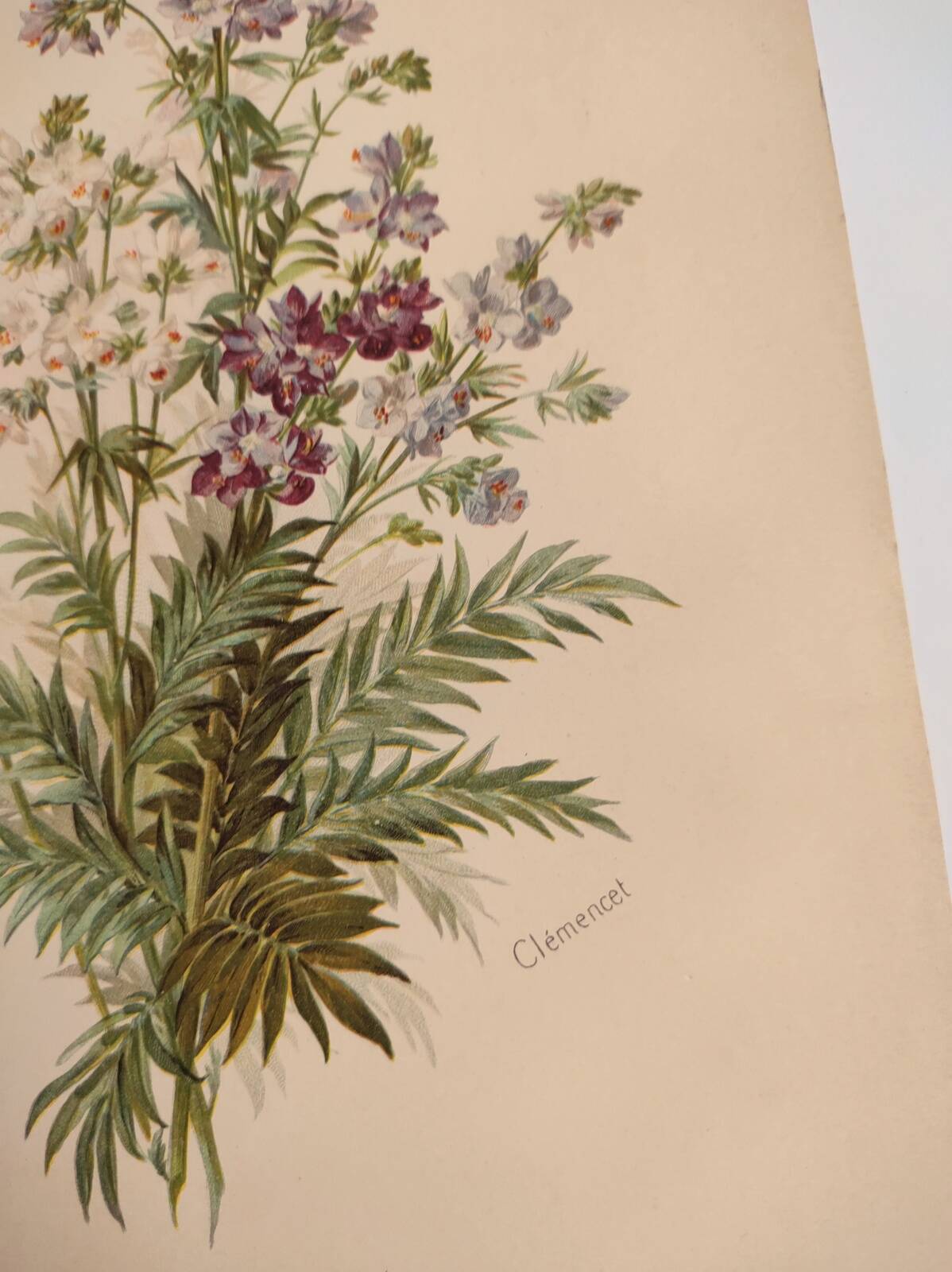 Planche botanique de 1897 - Polémoine Bleue - Gravure originale de fleur de Clemencet