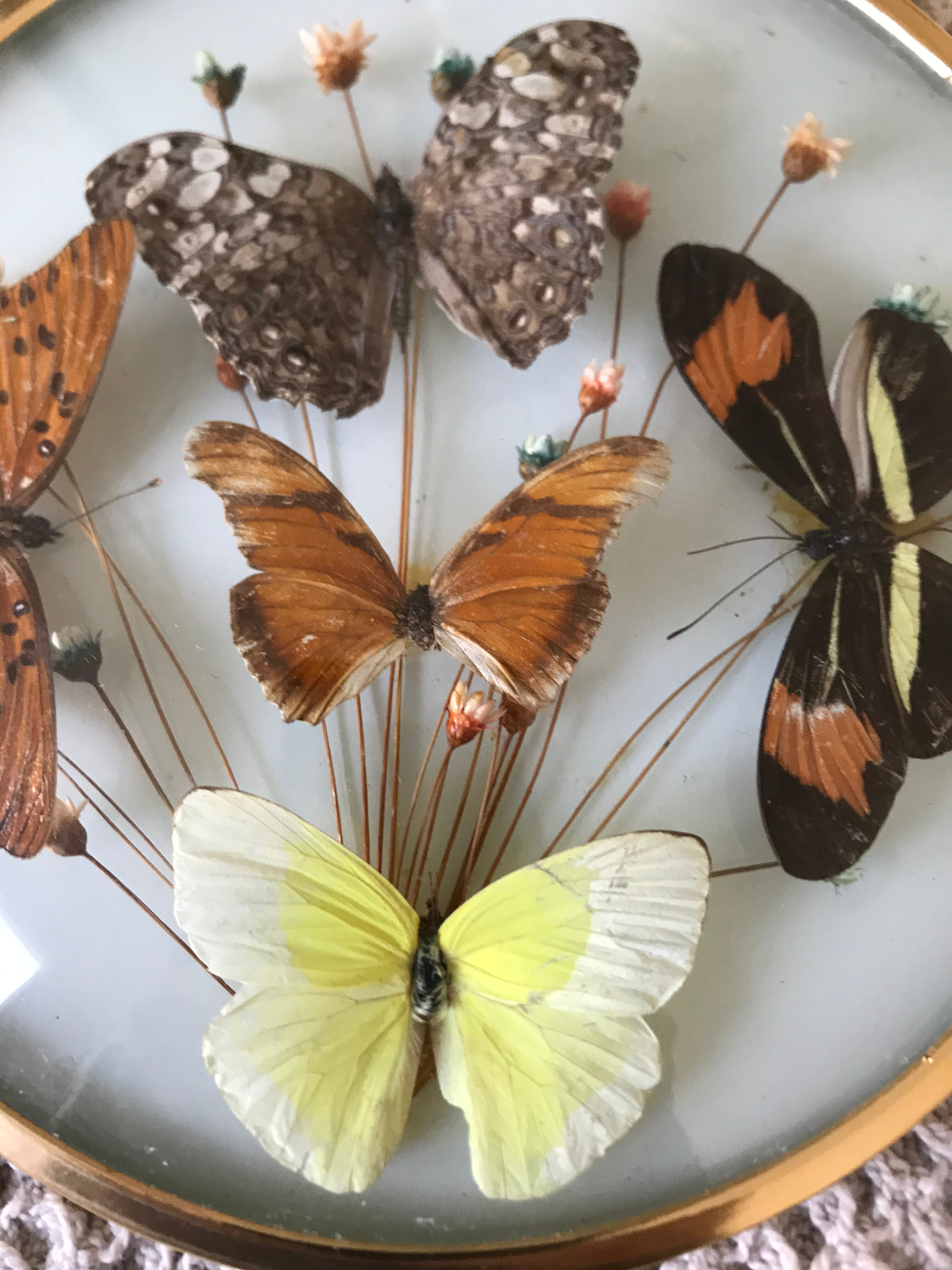 Vintage butterfly frame